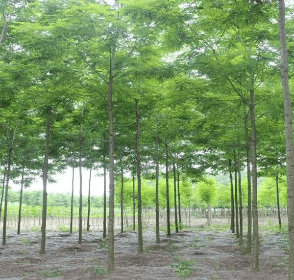 泓森槐凭借适生范围广,抗旱,耐盐碱,改良土壤,宜作