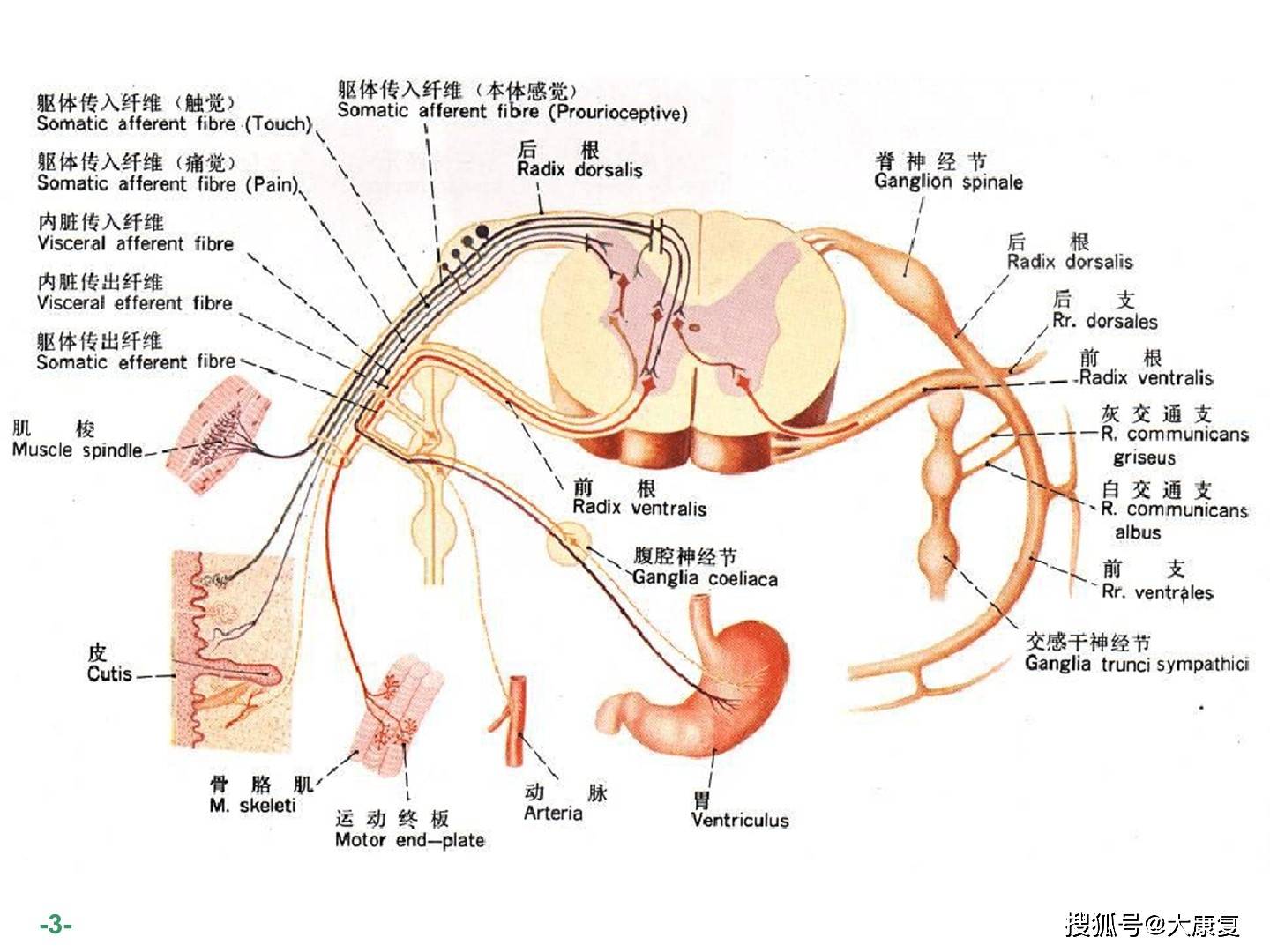 臂丛神经解剖图谱