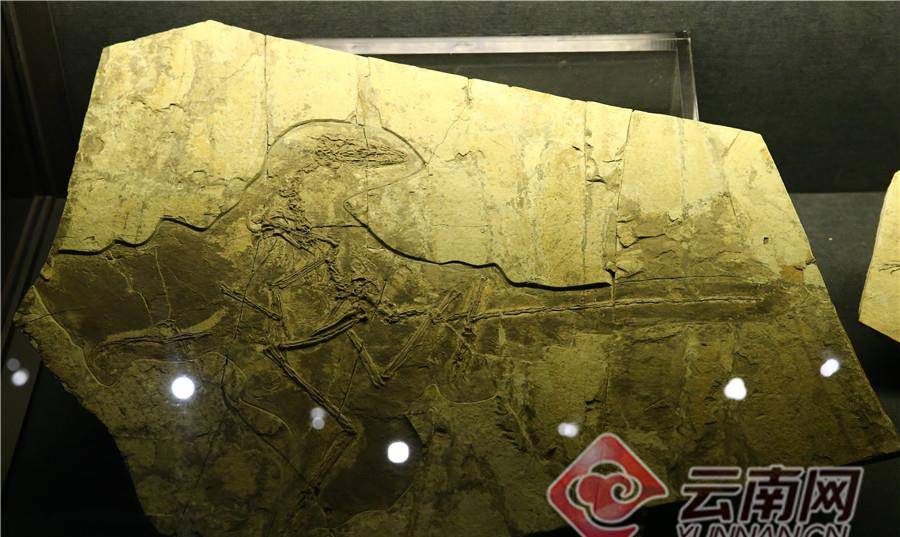 云南澄江化石地自然博物馆成生物多样性科普基地