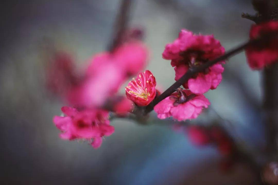 草屋的茅檐又低又小,溪边长满了翠绿的小草.