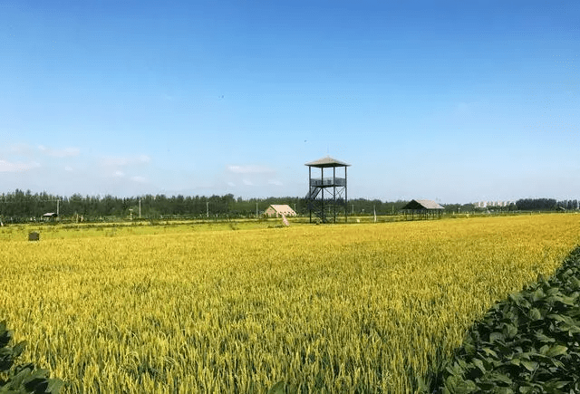 大洼区列入辽宁省水稻种子(苗)生产基地县_盘锦