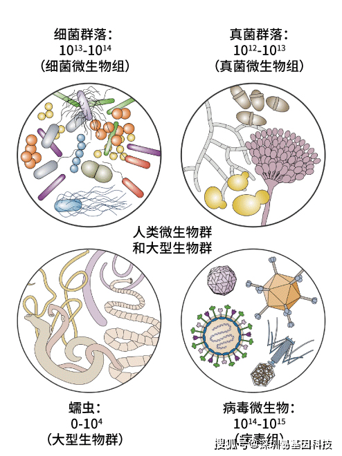 图1 人体微生物组的主要组成成分(rowan-nash ad, et al, 2019)随着