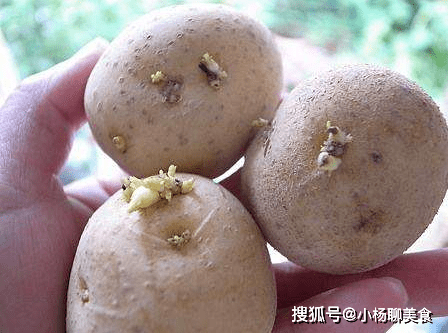 存放不当造成土豆冒芽还能吃么切除芽后呢应该怎么存放土豆