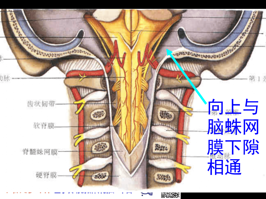 椎管解剖腰麻骶管麻醉基础