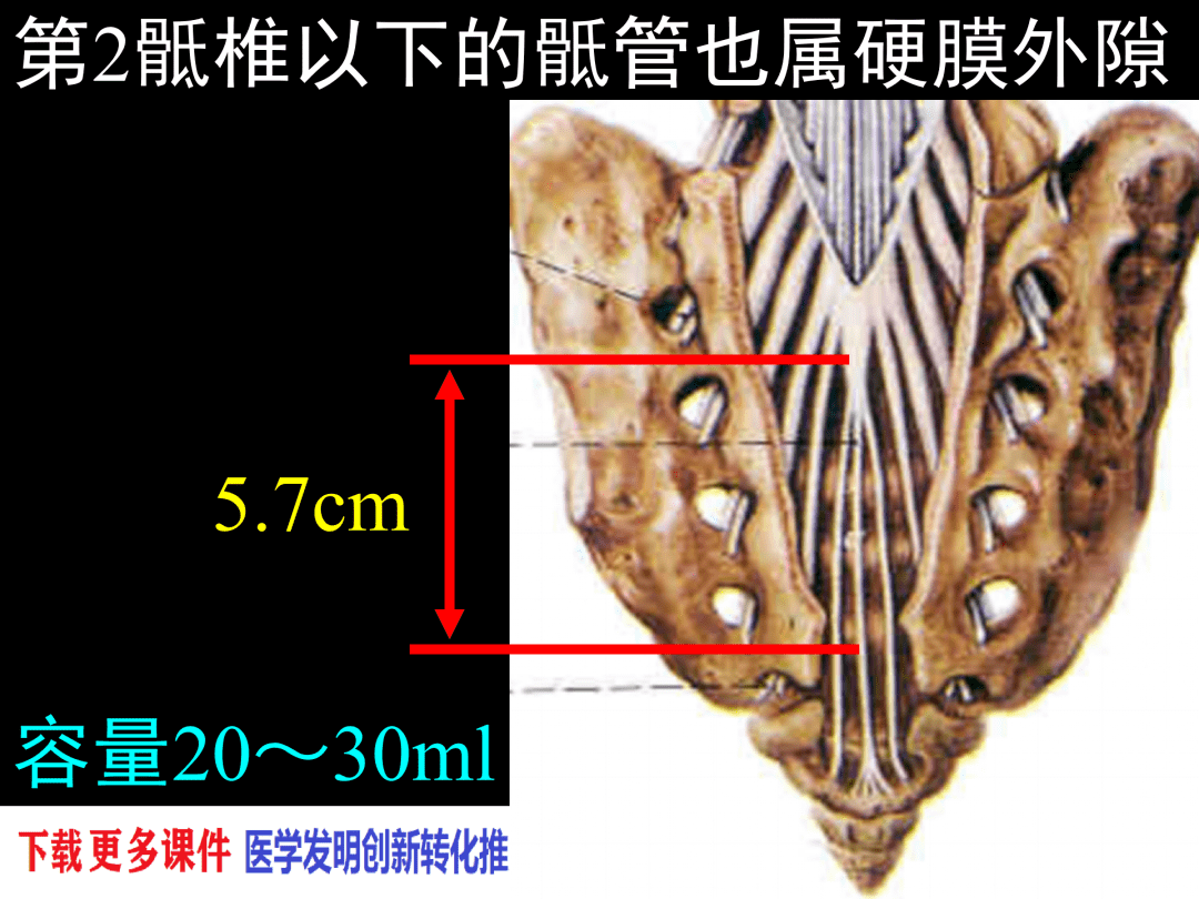 椎管解剖——腰麻,骶管麻醉基础