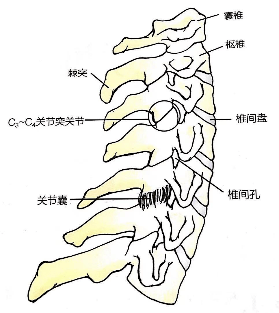 颈椎曲度变直了还能恢复吗做到这4点就不难