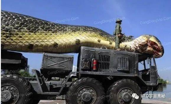 全球十大未解的谜团巨蟒全球上最大的蛇