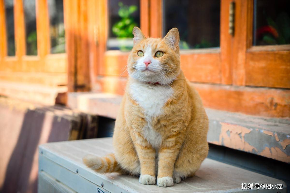 养了橘猫后明白一个道理:这些年没有存下的钱=橘猫的肉肉