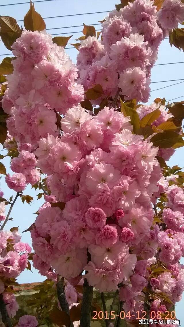 日本樱花简介