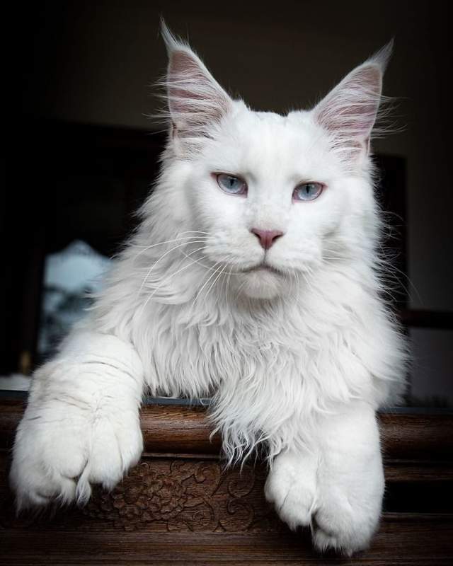 多趾缅因猫,看起来就给人一种霸气的感觉.