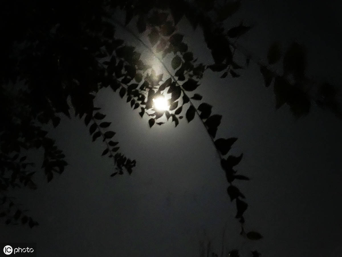 《月明中秋》,古典韵味浓郁,诗词意境优美_月光