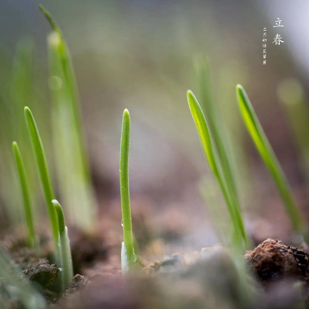 今日立春,山东莱西美景启幕!美好与希望纷至沓来!