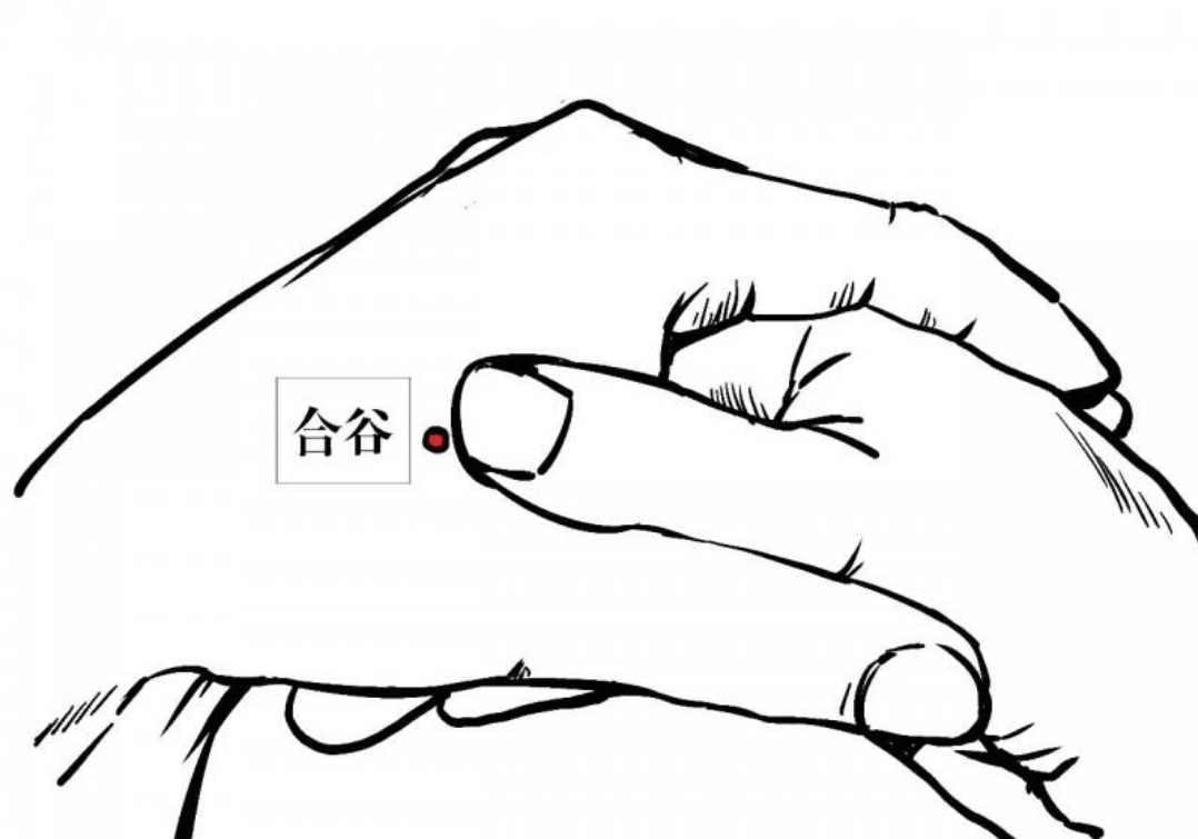 合谷穴是大肠经的宇哥总开关,具有非常重要的作用,可以缓解脸部出现