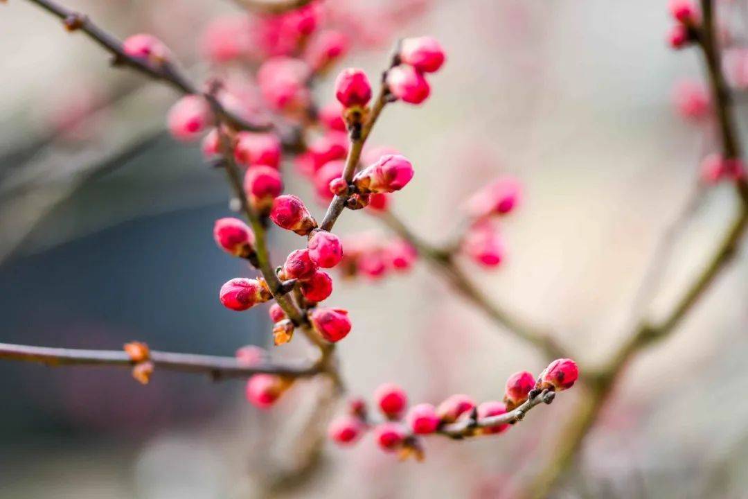 梅花开了!西部最大梅园请你免费赏花,提前一天预约就能免费入园