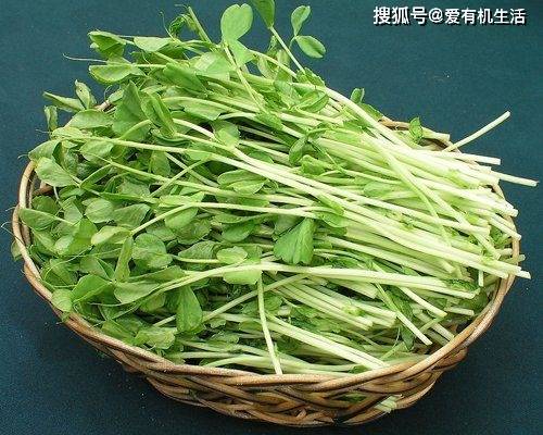 1,蚕豆芽
