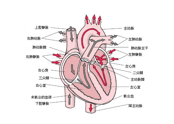 我们的心脏是有四个腔的,分别是右心房,右心室,左心房,左心室.
