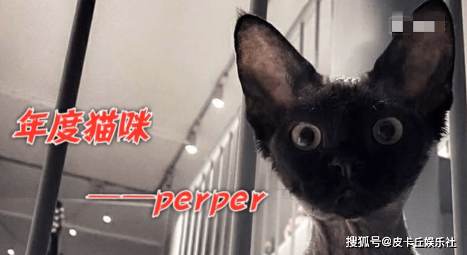 音乐鬼才华晨宇喜迎生日,王牌家族送去祝福,perper:还有我