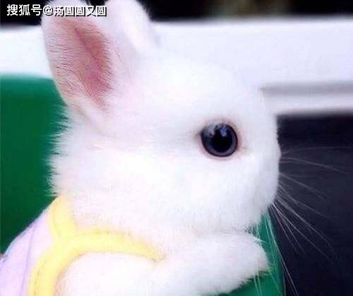 【养宠小知识】兔子眼睛有问题怎么办,侏儒兔流乳白色