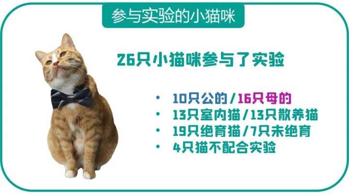 原创小猫咪会数数吗分得清1234吗