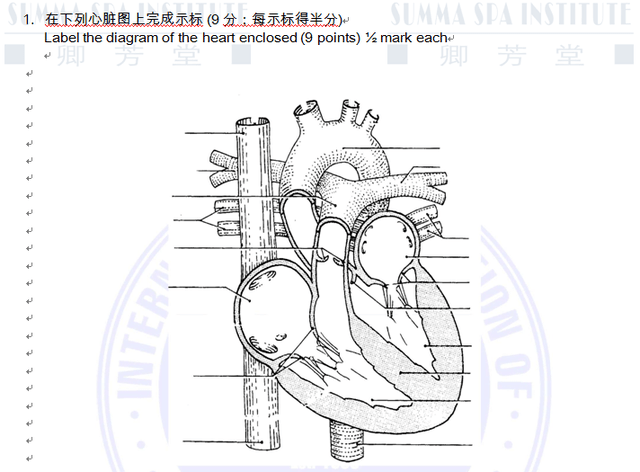 备考ifa 心脏解剖图模拟考