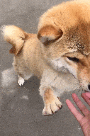 柴犬变成一只猴子,主人爱不释手,耍起萌来变乖宝!_狗狗