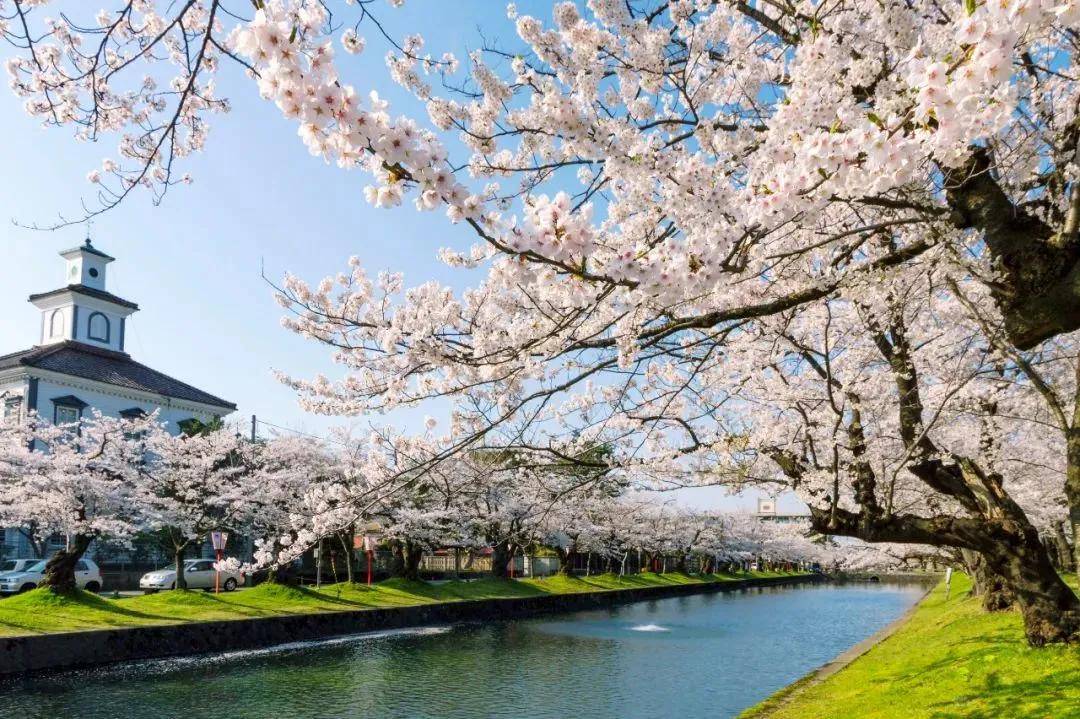 株樱花树与白墙红瓦的天守搭配,成为福岛地区最出色的樱花风景之一