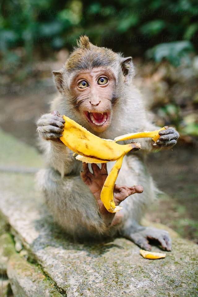 猴子并不适合吃香蕉吃多了可能直接上路问题出在哪儿了