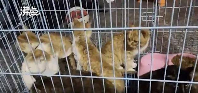 新鲜猫肉19元一斤,橘猫,狸花等现选现杀!