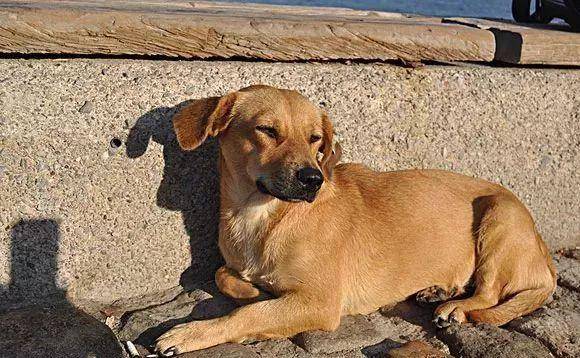 梦见大黄狗在家门口赶不走,解读梦境中的深层含义 梦见大黄狗在家门口赶不走,解读梦境中的深层含义