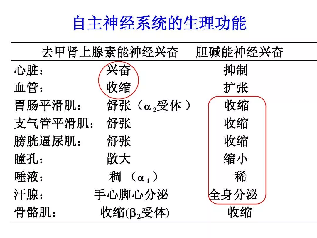 还存在不以乙酰胆碱或去甲肾上腺素为其主要递质的神经元,这些神经元