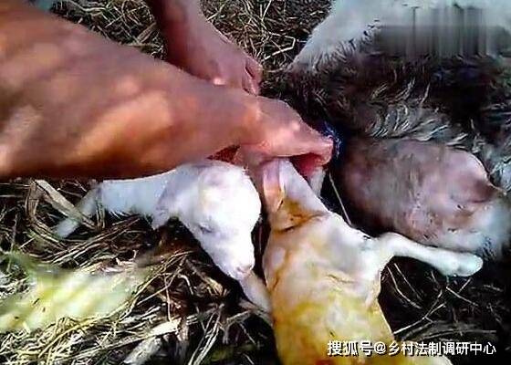 母羊分娩产羔的方法
