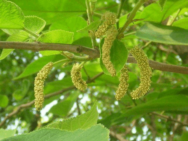 原创村民讨厌的害树春季花穗犹如毛毛虫却是难得的时令美味