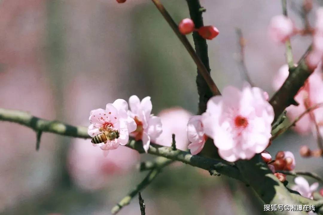 梅林桥梅花园基地