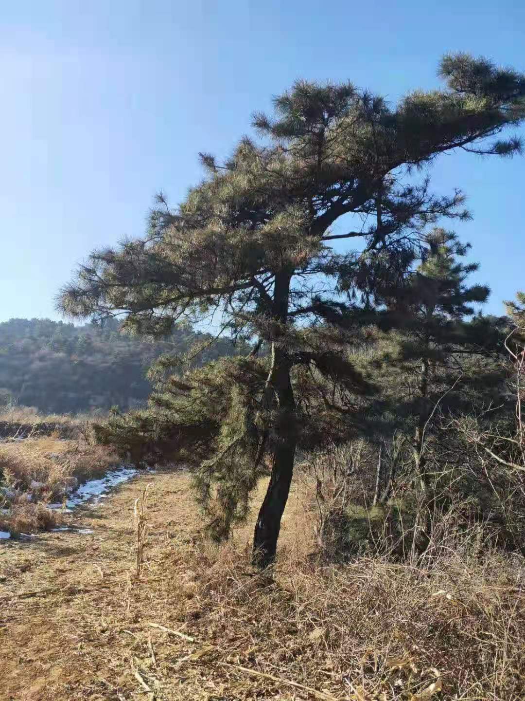 7米油松照片,7米油松苗,7米油松如何种植