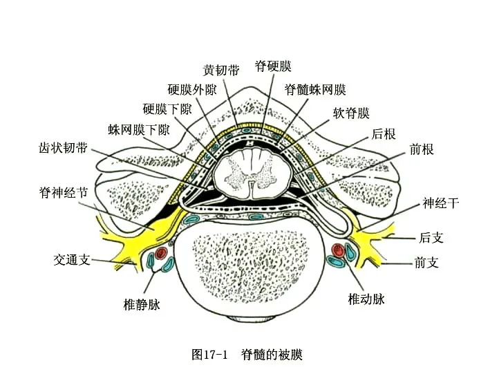 系统解剖线条绘图脑脊髓的被膜和血管