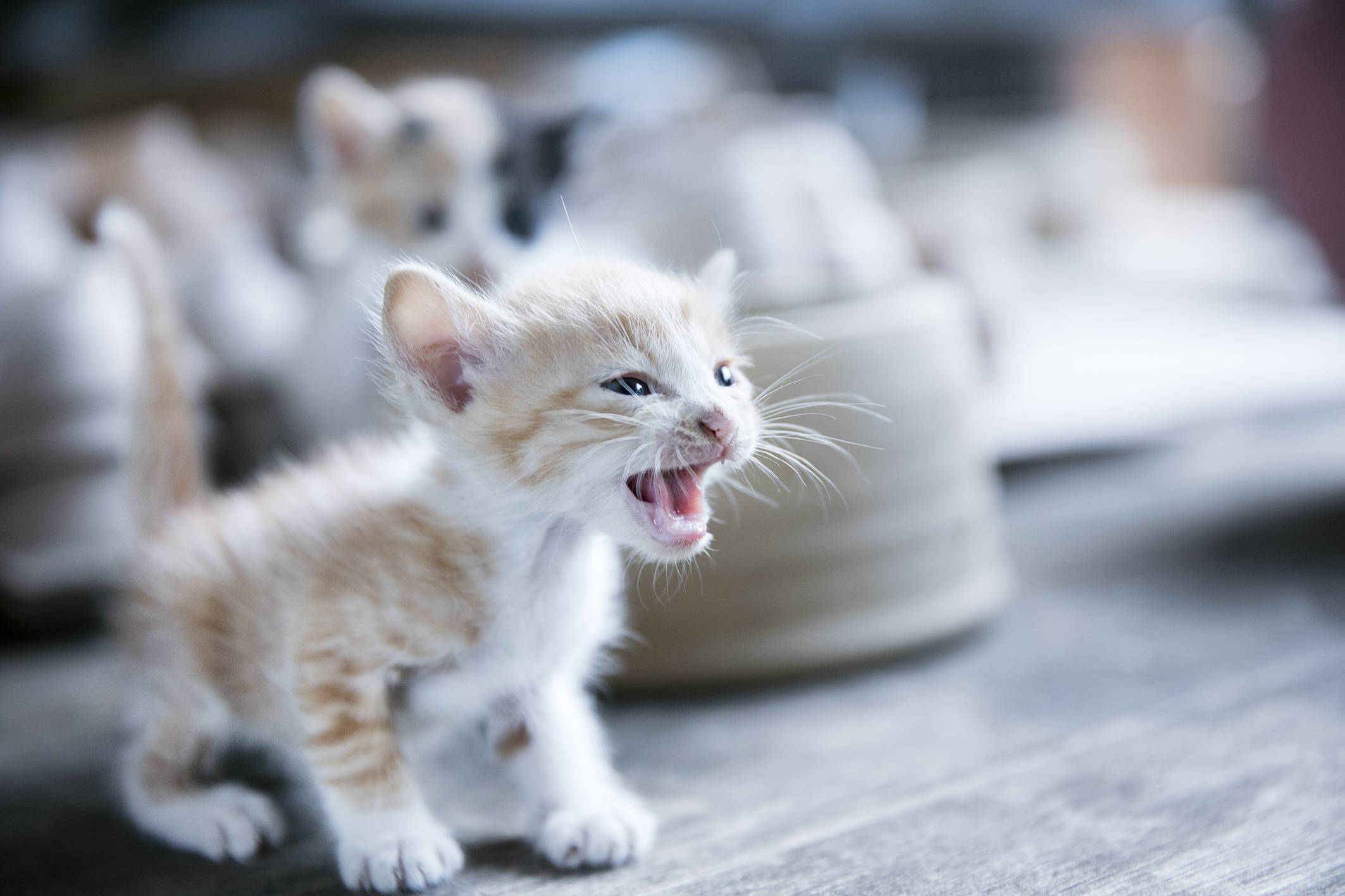 疾病猫杯状病毒猫咪传染病