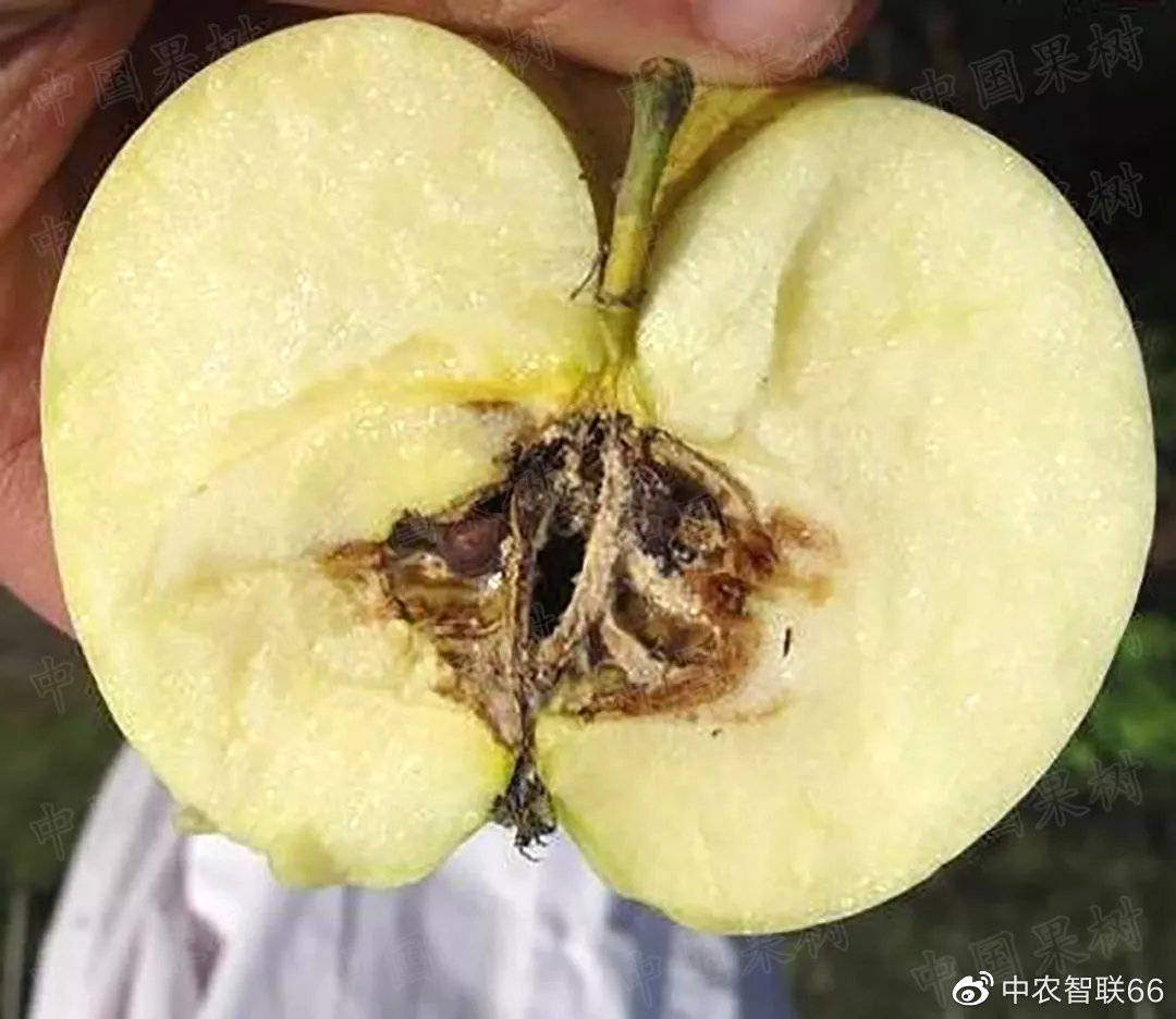 苹果园主要病害的诊断与防治实用技术 | 苹果霉心病