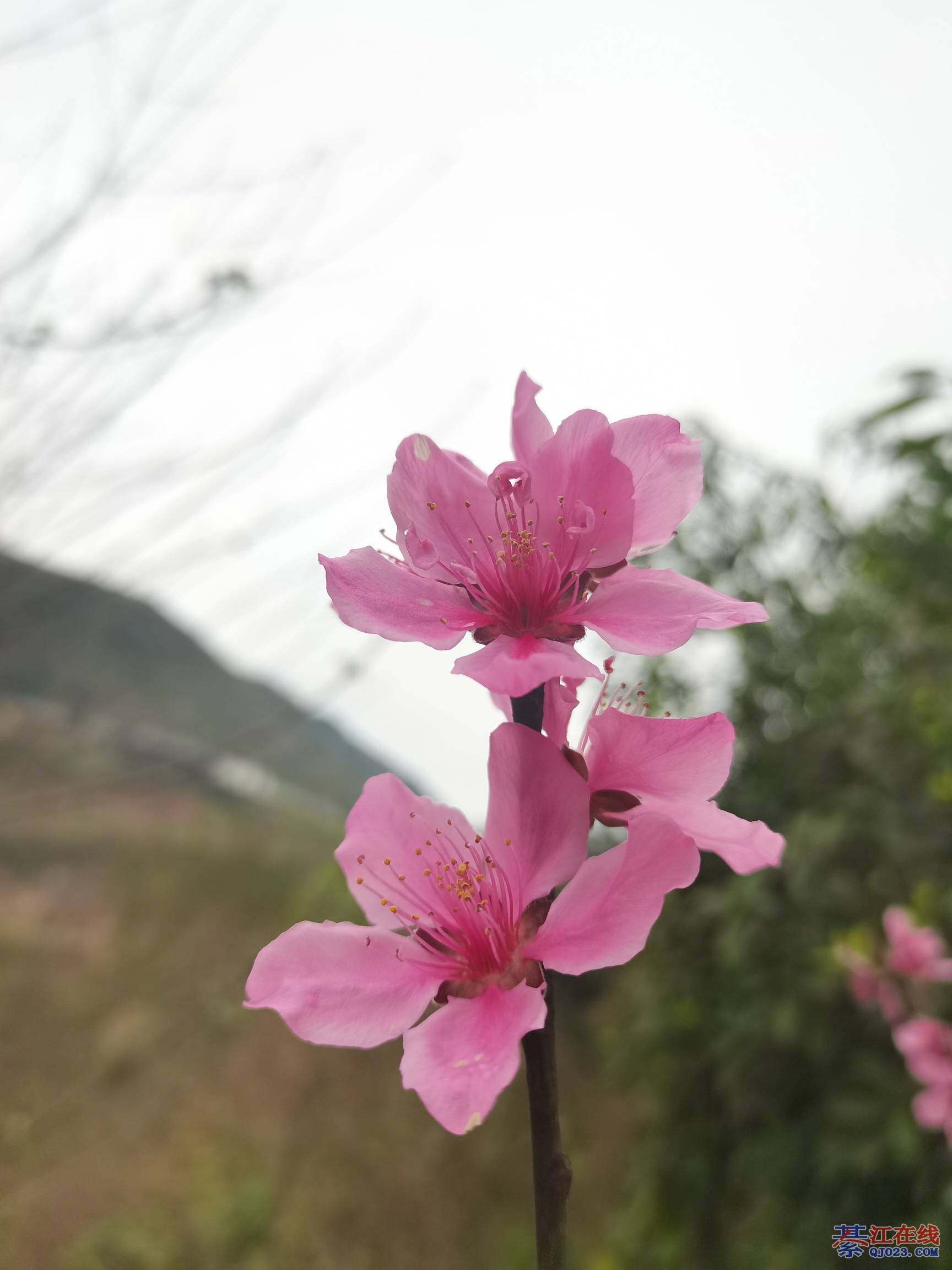 沙溪公园的桃花开了