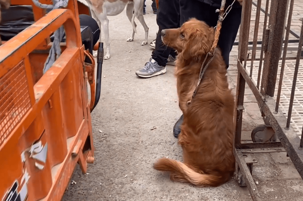 原创安徽:金毛犬讨好主人,希望别卖它,见同类被抓到狗肉车,直发抖