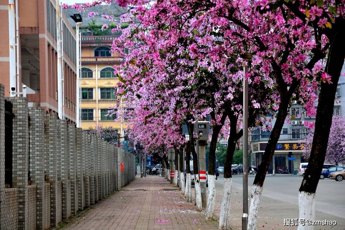 香港市花紫荆花