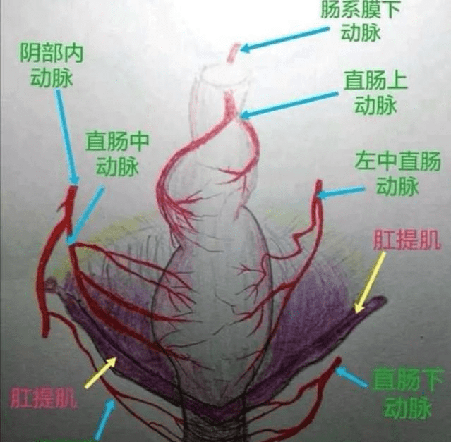 可以发现:在我们肛门有一个特别特殊的结构,那就是在肛门局部的血管