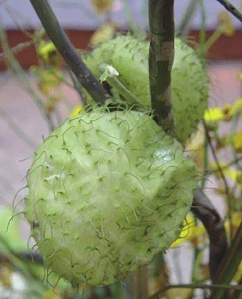 植物果实大多为圆形,说说那些非圆形且奇形怪状的植物