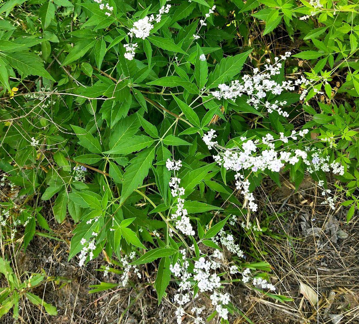 这东西原来叫"黄荆",以前当杂树砍光光,想不到做盆景价值不菲