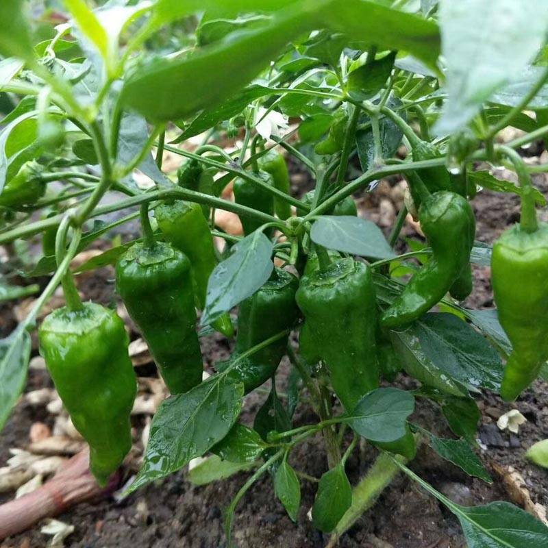 余干椒薄皮香椒辣椒种子