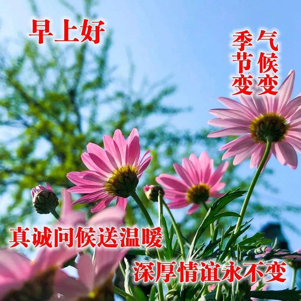 早上好,天冷了,暖暖的祝福,深深的问候,早安图片唯美句子