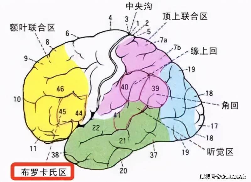 在这里就要介绍人类大脑中的一个神秘区域 布罗卡区,英文叫做