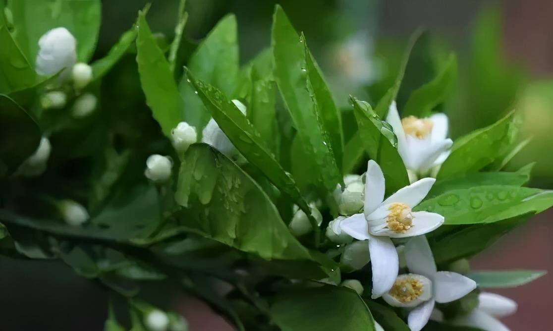 半树花一树果:柑橘保花保果方法详解