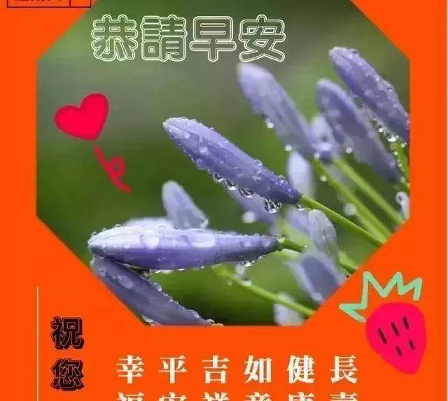 原创温馨的早上好问候语动态鲜花图片带字最美早安问候温馨图片带字