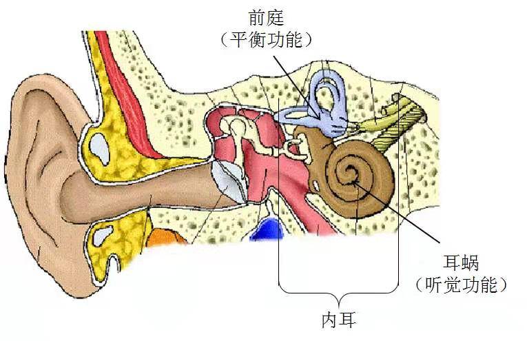 内耳结构图