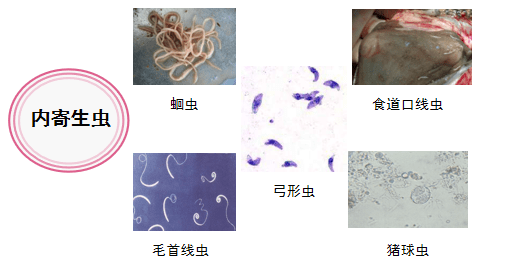 原创寄生虫吃掉猪场利润,还会造成非瘟感染率升高,如何有效驱虫?